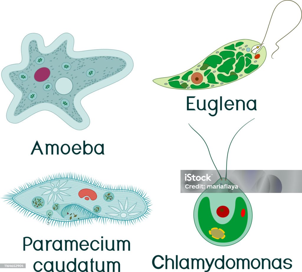 Set Of Unicellular Organisms Paramecium Caudatum Amoeba Proteus  Chlamydomonas And Euglena Viridis Stock Illustration - Download Image Now -  iStock