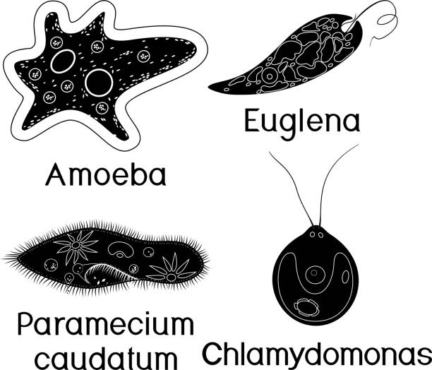 Set of unicellular organisms (protozoa): Paramecium caudatum, Amoeba proteus, Chlamydomonas and Euglena viridis Set of unicellular organisms (protozoa): Paramecium caudatum, Amoeba proteus, Chlamydomonas and Euglena viridis chlamydomonas stock illustrations