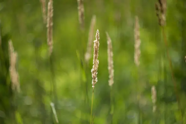 Yellow spike on natural green background.Close up. Beautiful field grass. Anthoxanthum