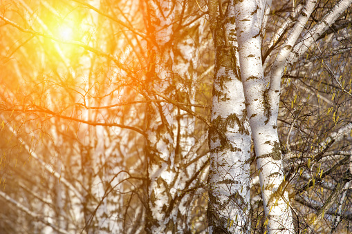 Birch tree in forest at spring sunset with green and orange background