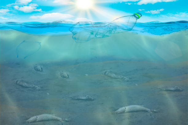 istock Plastic water bottles pollution in ocean Environment concept . Dead fish on the ocean floor 1164658430
