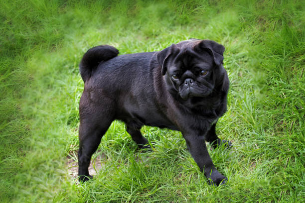 istock Black pug puppy walking on the grass in summer time 1164658434