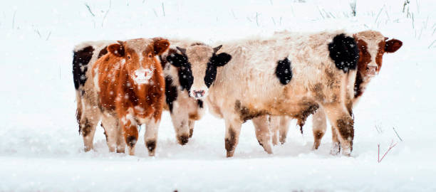 istock Cows in the snowy mountains, Carpathians, Ukraine 1164659591