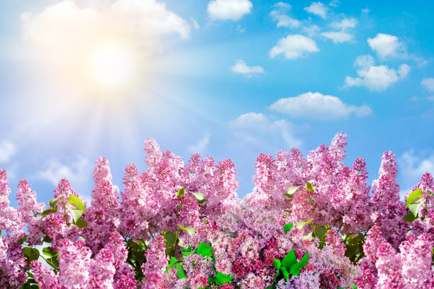 Spring branch of blossoming lilac