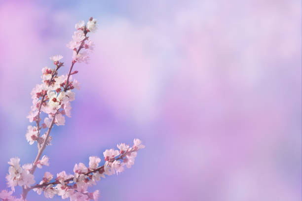 istock Beautiful cherry blossom springtime. Blossoming pink petals fruit tree branch, tender blurred bokeh background. 1164659732