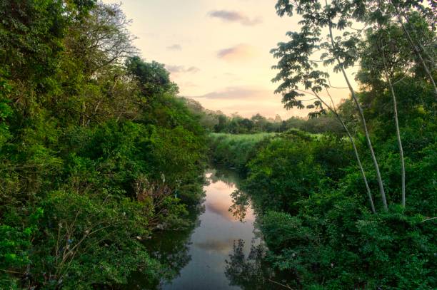 beautiful natural landscape of the river in panama. tropical green forest with great vegetation and mountains in the background. beautiful sunset with warm colors. tranquility of the river water stream. - panama canal panama mountain sunset imagens e fotografias de stock