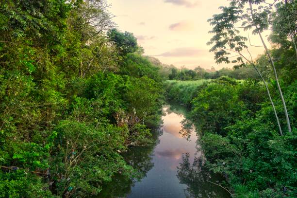 beautiful natural landscape of the river in panama. tropical green forest with great vegetation and mountains in the background. beautiful sunset with warm colors. tranquility of the river water stream. - panama canal panama mountain sunset imagens e fotografias de stock