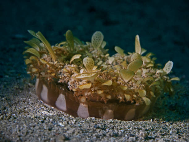 istock Upside Down Jellyfish, Mangrovenqualle (Cassiopea andromeda) 1164663012