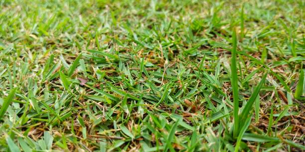 istock Green glass on the ground. 1164664166