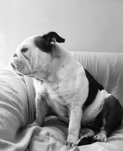 istock tranquil dog sits on the sofa in window light 1164666428
