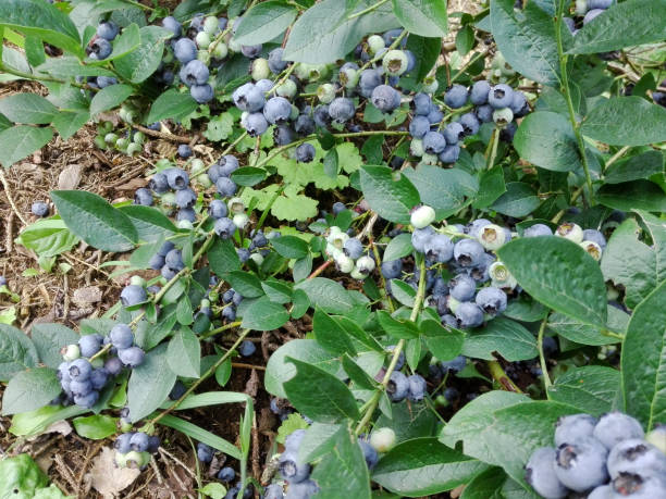istock cultivated blueberry plants 1164667338
