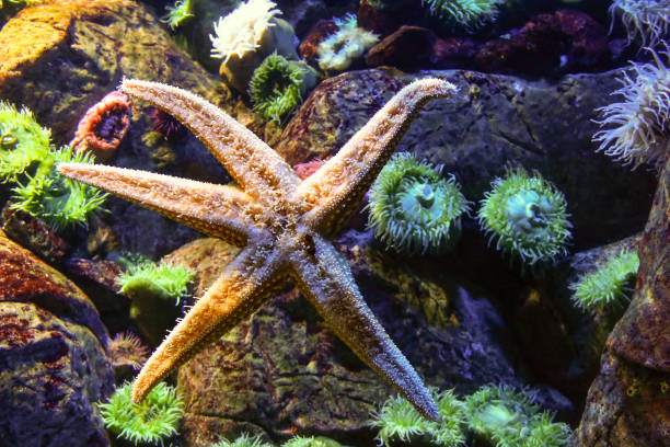 istock Colorful coral reef underwater 1164667504
