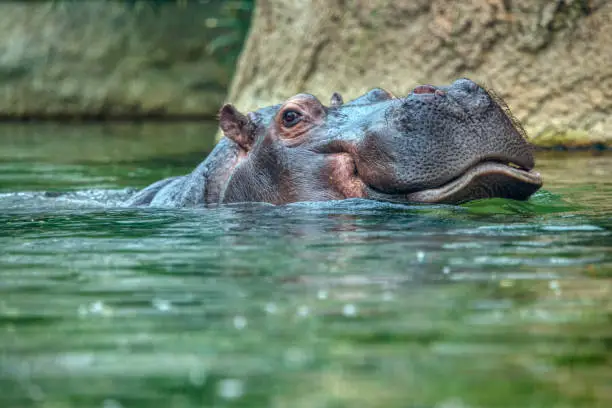 Photo of hippo in the water