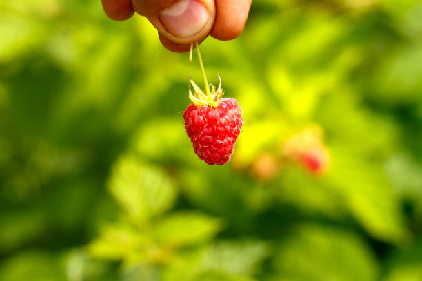 istock Hand holds ripe raspberry berry on the background of shrubs 1164669420