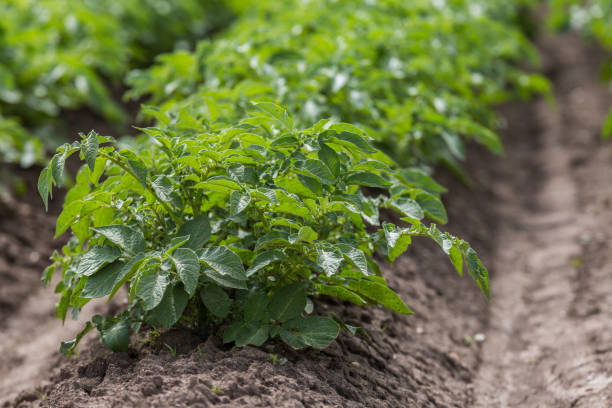 istock Green field of potato crops 1164669947