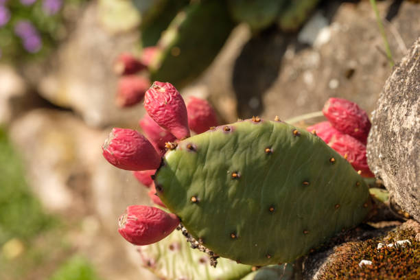 istock Fig cactus opuntia with red fruits growing 1164670552