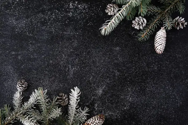Christmas black background with snowy fir tree and cones. Top view with copy space
