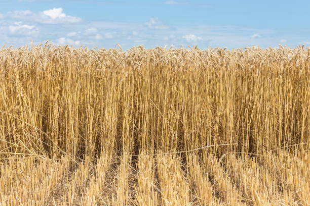 istock Golden wheat field on a sunny day 1164671534