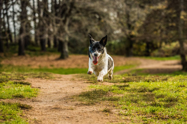 istock Playful Border Jack puppy 1164672236