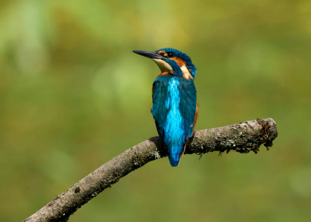 martín pescador macho adulto (alcedo atthis) - animals hunting kingfisher animal bird fotografías e imágenes de stock