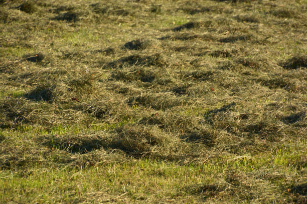 Close-up view of round hay bale