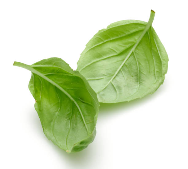 istock Green basil leaves isolated on white 1164674619