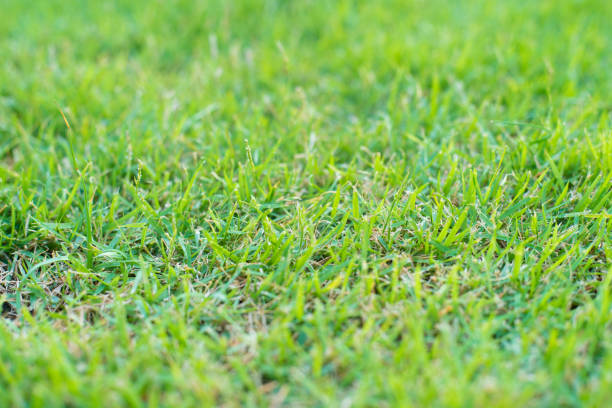 istock Natural green grass texture. green grass background 1164675935