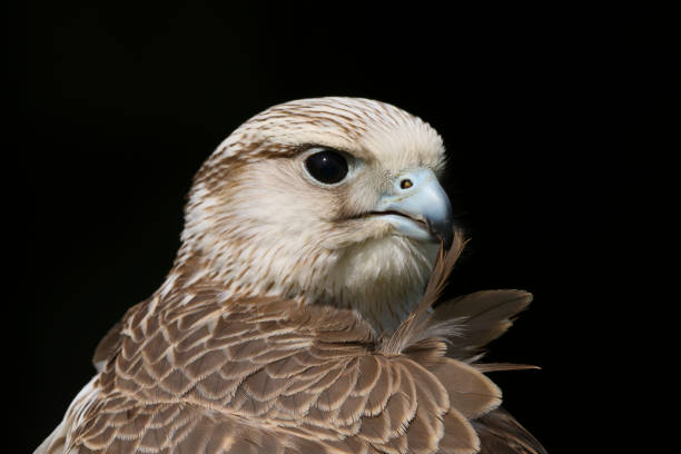 istock Saker Falcon (falco cherrug) bird of prey 1164676034