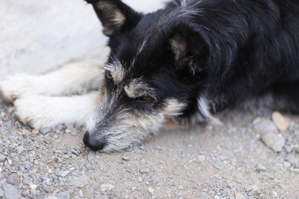 istock Old dog resting on the ground during a hot summer day 1164676068