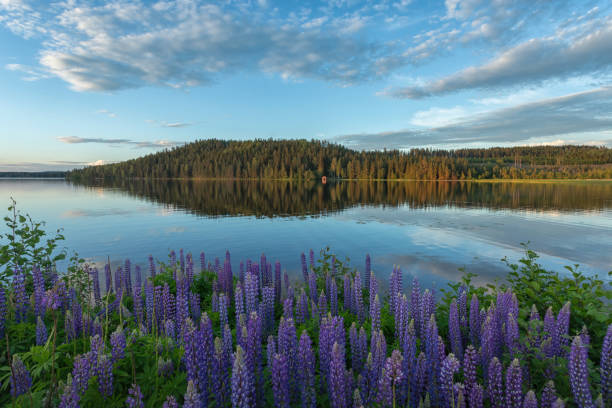 tranquil summer lake - dalarna imagens e fotografias de stock