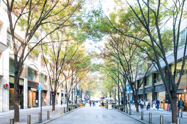 autumn in marunouchi office district１ - avenue tree imagens e fotografias de stock