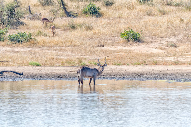 istock Male waterbuck in a river 1164678650