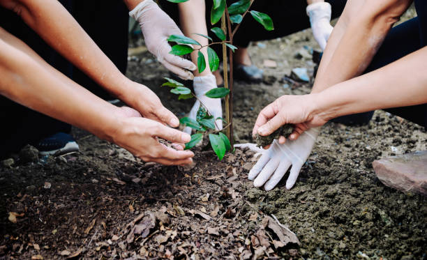 istock Human hand planted trees to protect the environment and ecological system 1164681396