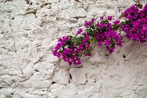 Detail of an old white brick wall with a flowered branch of fuchsia pink bougainvillea in summer, Liguria, Italy