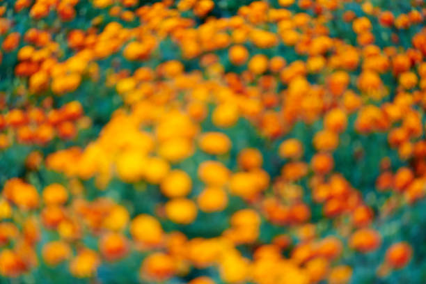 Blurred background. Defocused background of flowers in green grass.