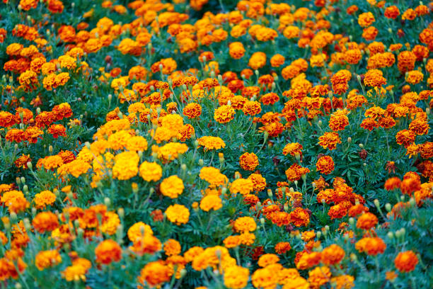 istock Glade of bright flowers close up. 1164683444