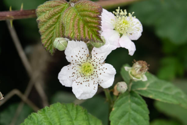 istock Blackberry Flowers in Bloom in Springtime 1164683564