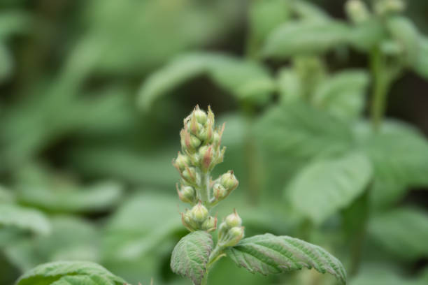 istock Blackberry Flower Buds in Springtime 1164683603