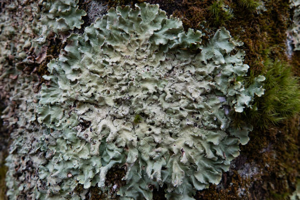 istock Greenshield Lichen Growing in Winter 1164683804