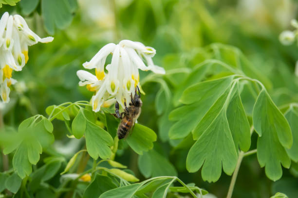 istock Honeybee on Corydalis Flowers in Springtime 1164683822
