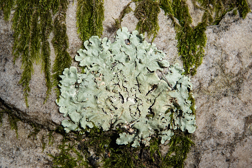 Greenshield lichen (Flavoparmelia sp.) growing in winter.