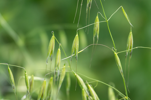 Wild oat (Avena sp.) inflorescence in springtime
