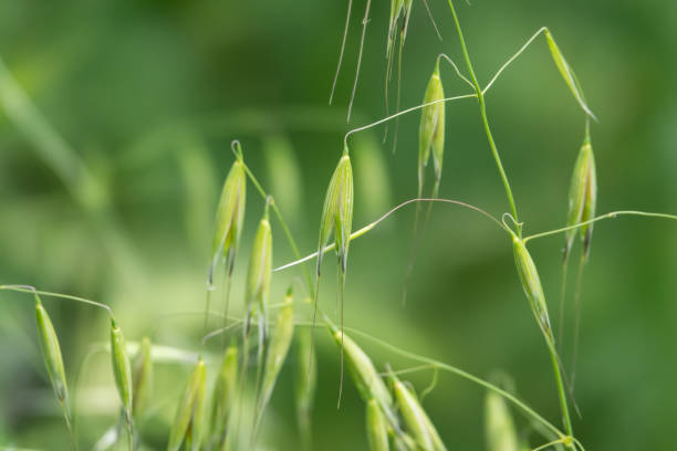 Wild Oat Inflorescence in Springtime stock photo