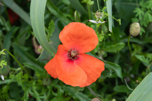 istock Poppy Flower in Bloom in Springtime 1164684839