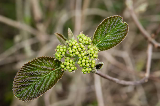 Viburnum (Viburnum sp.) flower buds in winter.