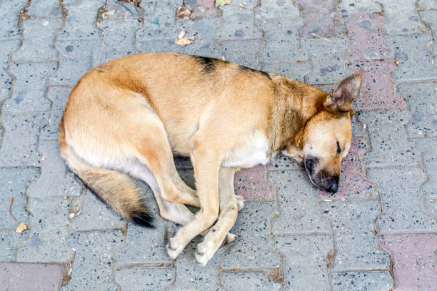 istock Dog sleeping in the street 1164685203