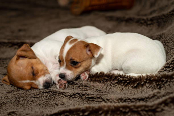istock Two Jack Russell puppy sleeping on brown blankets. 1164685293