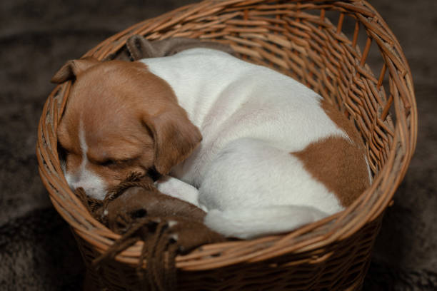 istock Jack Russell puppy sleeping in a wicker basket. 1164685360