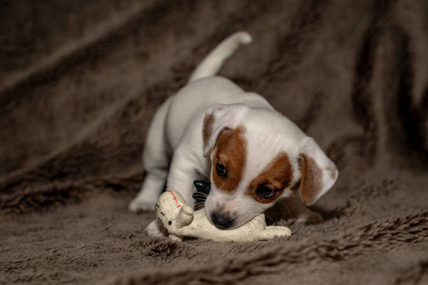 istock Jack Russell puppy plays with her toys. 1164686027