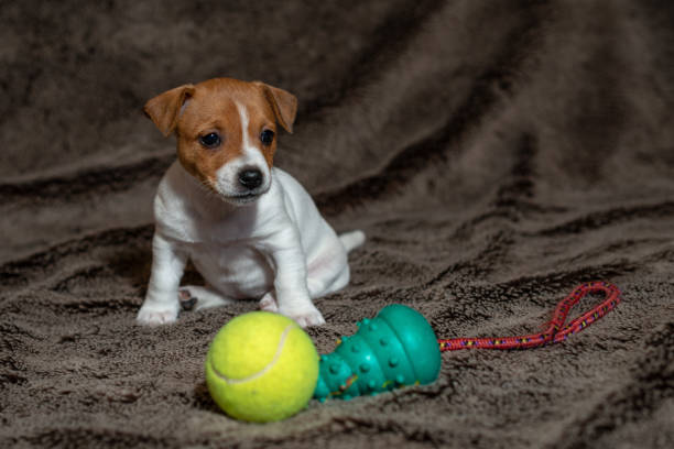istock Jack Russell puppy plays with her toys. 1164686044